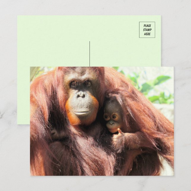 Thumbs Up Orangutan Mom and Baby Postcard (Front/Back)