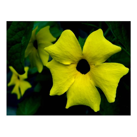 Thunbergia Postcard