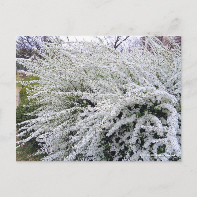 Thunberg's meadowsweet postcard (Front)