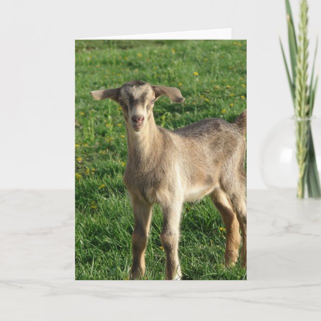 Thunder at One-Week-Old Card (Front)