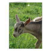 Thunder at Two-Weeks-Old (Front)