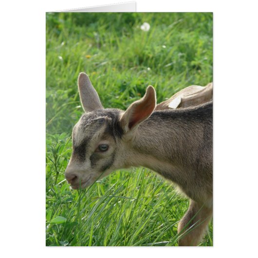 Thunder at Two-Weeks-Old (Front)
