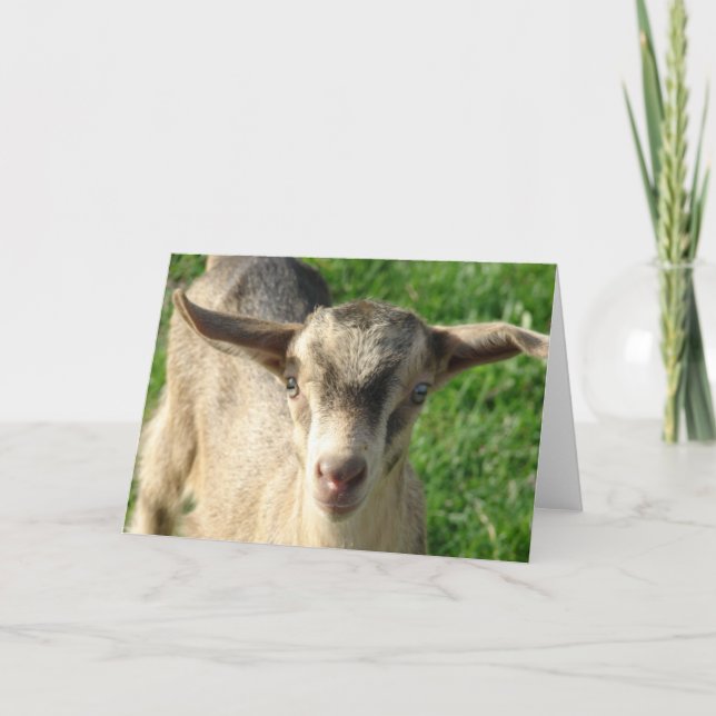 Thunder the Goat Card (Front)