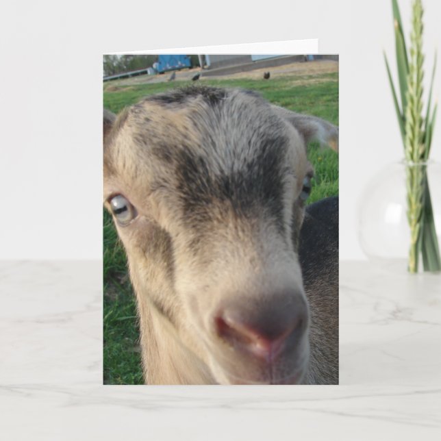 Thunder the Goat Card (Front)