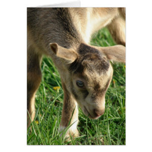 Thunder the goat kid Easter Cards