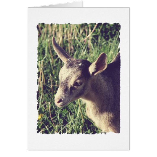 Thunder Vintage (Front)