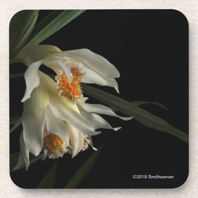 Thunia Marshalliana Beverage Coaster (Front)