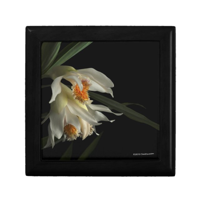 Thunia Marshalliana Gift Box (Front)