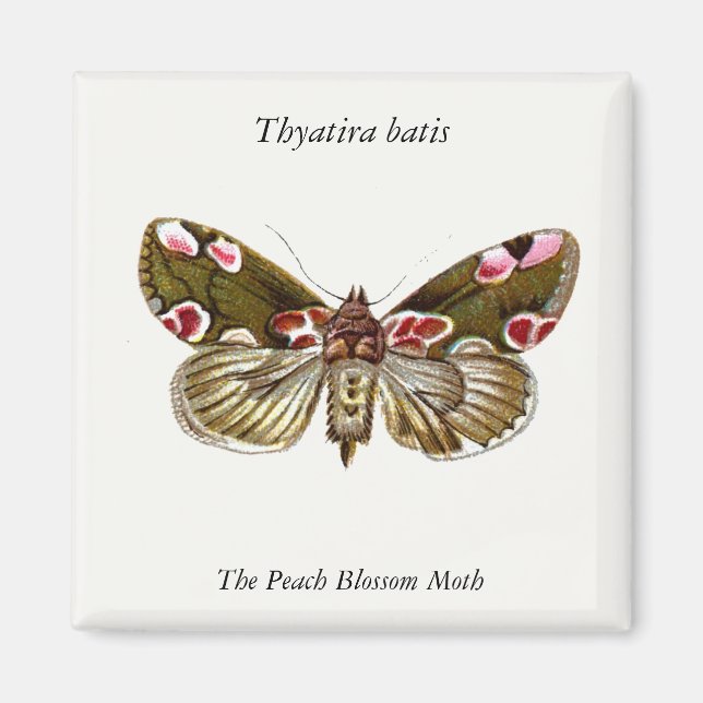 Thyatira batis - The Peach Blossom Moth Magnet (Front)