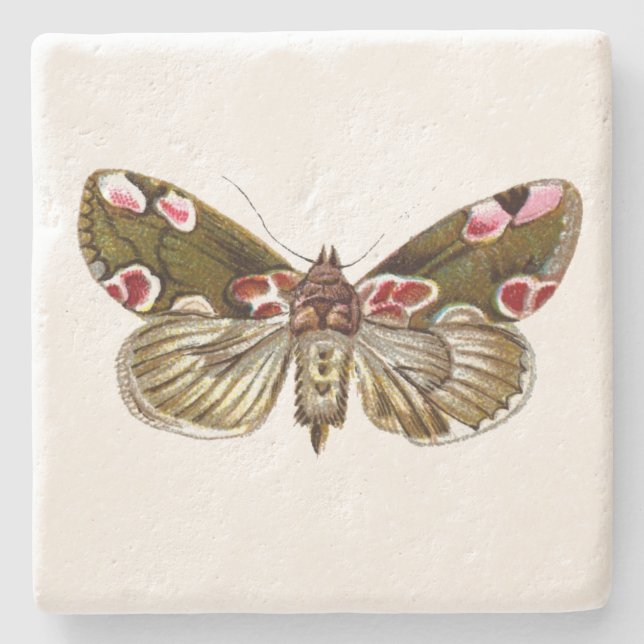 Thyatira batis - The Peach Blossom Moth Stone Coaster (Front)