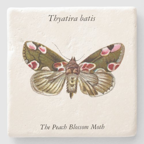 Thyatira batis _ The Peach Blossom Moth Stone Coaster