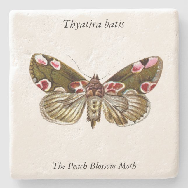 Thyatira batis - The Peach Blossom Moth Stone Coaster (Front)