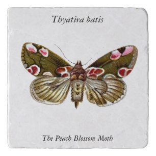 Thyatira batis - The Peach Blossom Moth Trivet