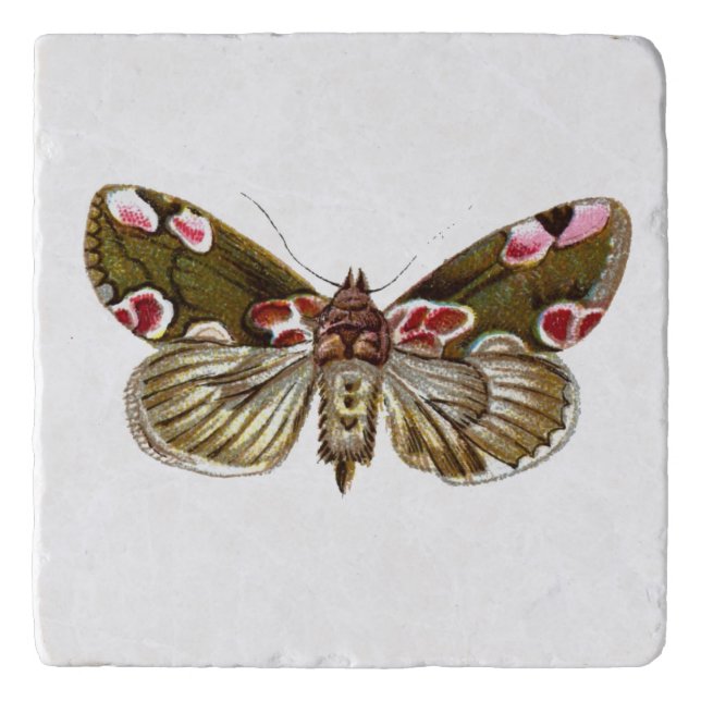 Thyatira batis - The Peach Blossom Moth Trivet (Front)
