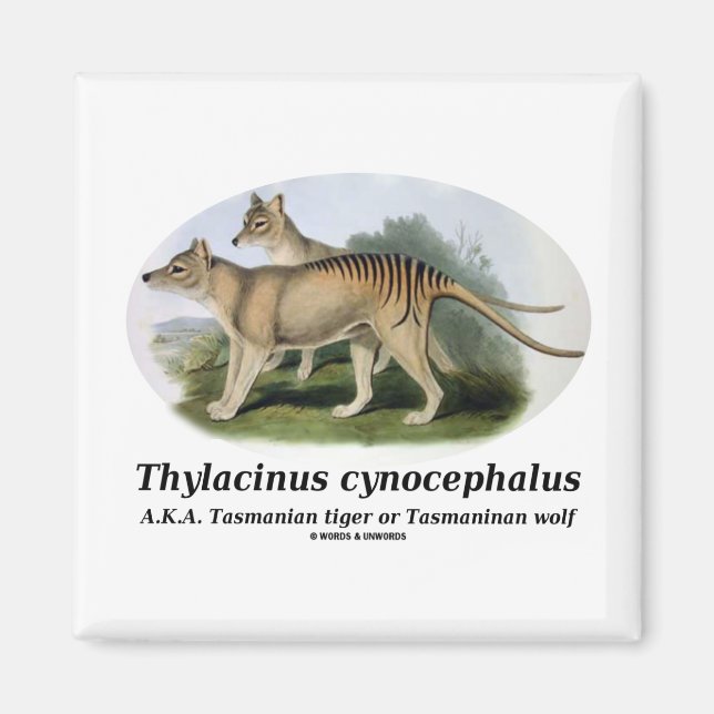 Thylacinus cynocephalus (Tasmanian tiger or wolf) Magnet (Front)
