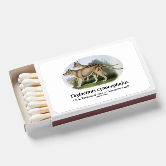 Thylacinus cynocephalus (Tasmanian tiger or wolf) Matchboxes