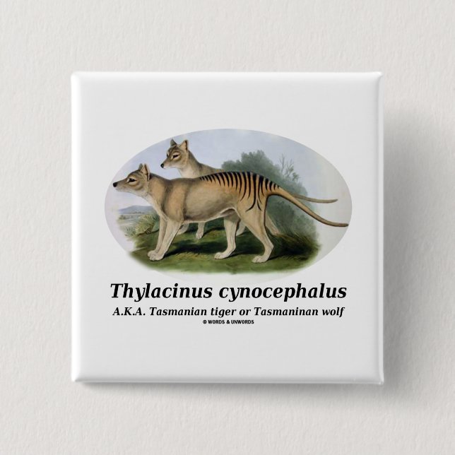 Thylacinus cynocephalus (Tasmanian tiger or wolf) Pinback Button (Front)