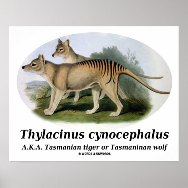 Thylacinus cynocephalus (Tasmanian tiger or wolf) Poster (Front)
