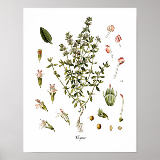 Thyme Herb Botanical Illustration Kitchen Decor