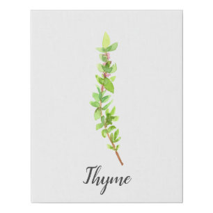 Thyme Herb Watercolor Illustration Faux Canvas Print
