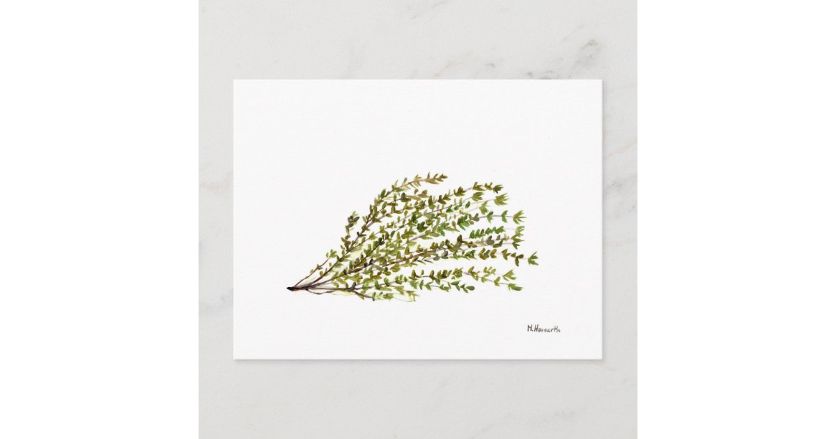 Thyme herbs kitchen art watercolour painting postcard Zazzle