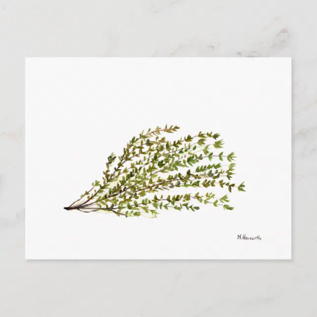 Thyme herbs kitchen art watercolour painting postcard Zazzle