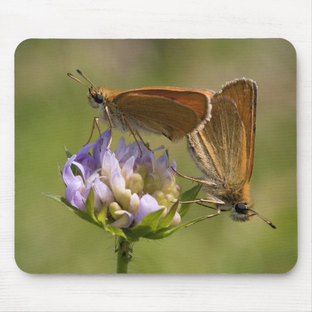 Thymelicus lineola mouse pad (Front)