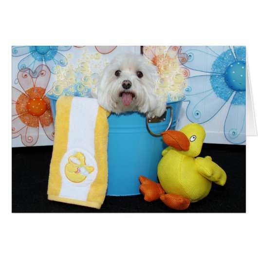 Tia - Maltese Cards (Front Horizontal)