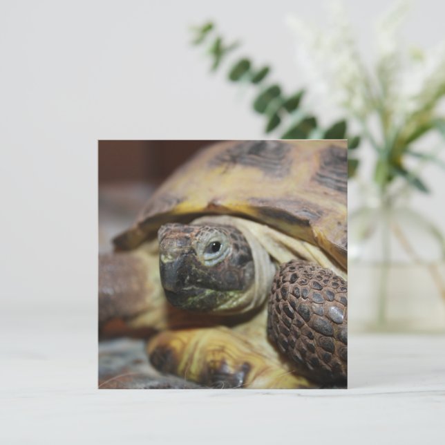 Tibbs   (Standing Front)