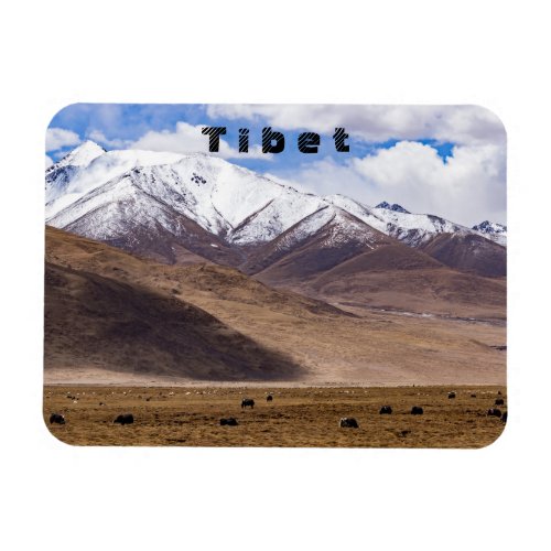 Tibet _ Mountain landscape with yaks Magnet
