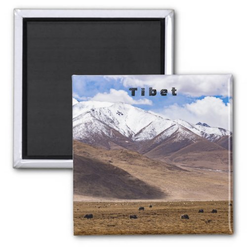 Tibet _ Mountain landscape with yaks Magnet