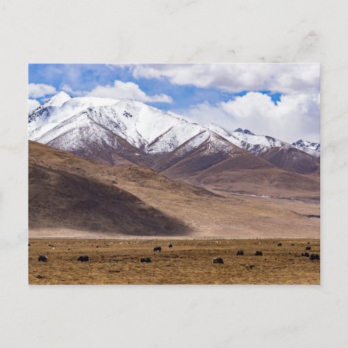 Tibet _ Mountain landscape with yaks Postcard
