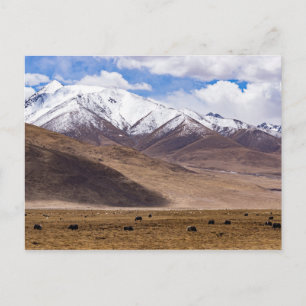Tibet - Mountain landscape with yaks Postcard