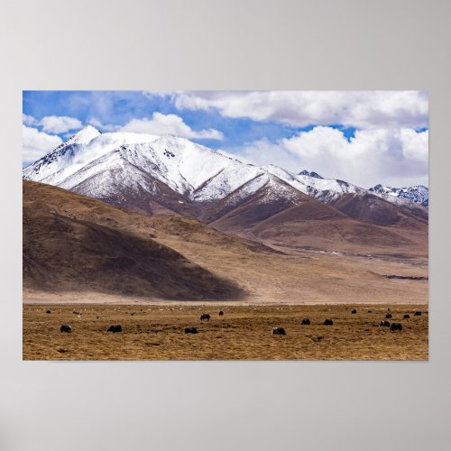 Tibet _ Mountain landscape with yaks Poster