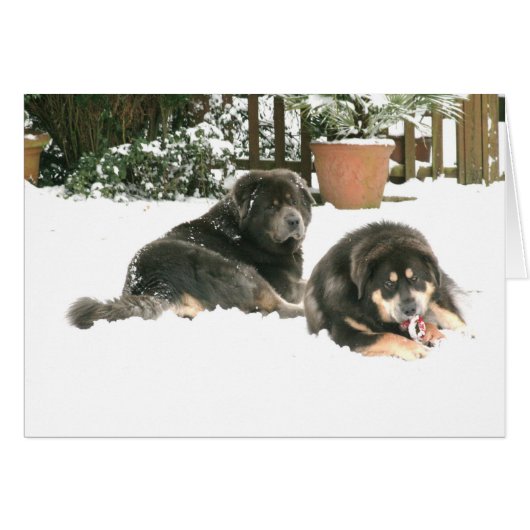 Tibetan Mastiff Caspar & Jampo Cards (Front Horizontal)