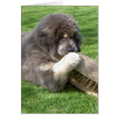 Tibetan Mastiff Jampo with broom (Front)
