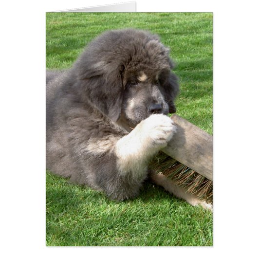 Tibetan Mastiff Jampo with broom Cards (Front)