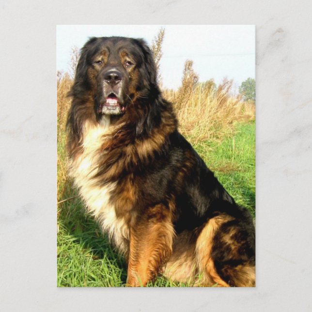 Tibetan Mastiff Postcard (Front)