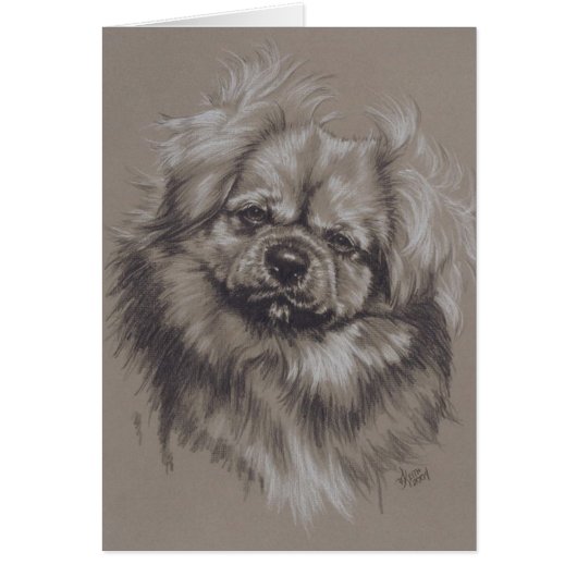 Tibetan Spaniel Cards (Front)