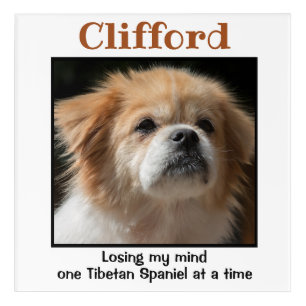 Tibetan Spaniel Custom Wall Art