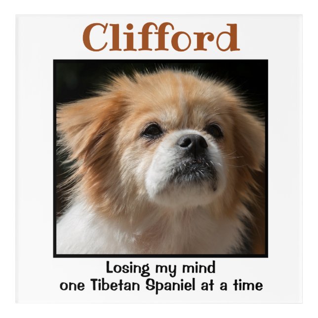 Tibetan Spaniel Custom Wall Art (Front)