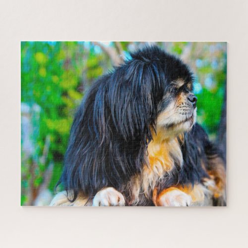 Tibetan Spaniel Dogs Jigsaws Jigsaw Puzzle