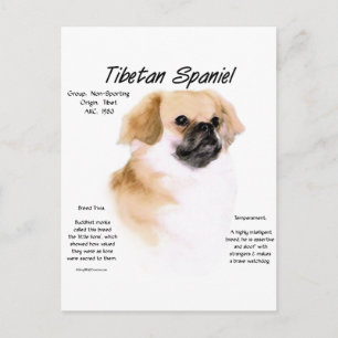 Tibetan Spaniel History Design Postcard