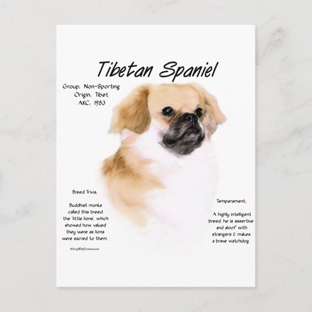 Tibetan Spaniel History Design Postcard (Front)
