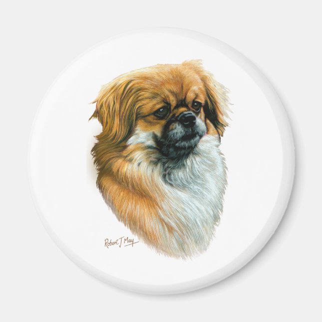 Tibetan Spaniel Magnet (Front)
