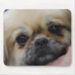 Tibetan Spaniel Puppy Mouse Pad