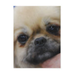 Tibetan Spaniel Puppy Postcard
