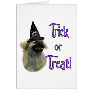 Tibetan Spaniel Trick Cards