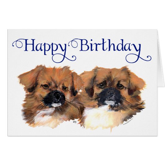 Tibetan Spaniels Head Study (Front Horizontal)