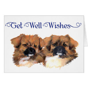 Tibetan Spaniels Head Study Cards